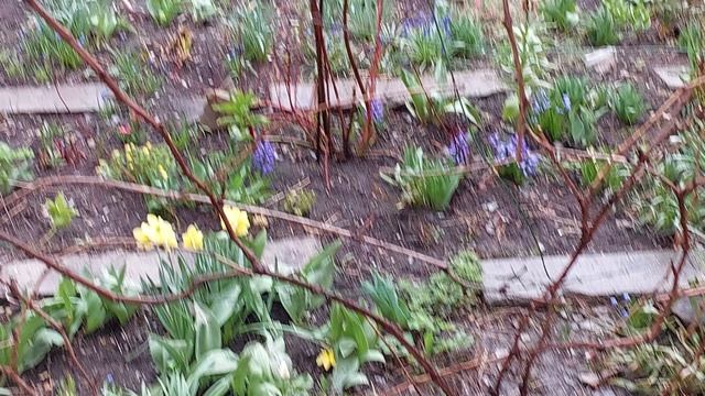 03.04.2023 моя клумба, #сезонконтентаRUTUBE