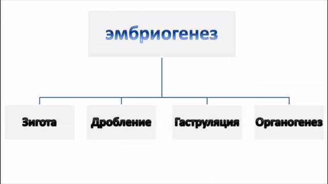 Размножение и развитие организмов