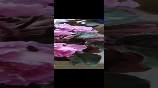 Фиалочки
#сезонконтентаRUTUBE