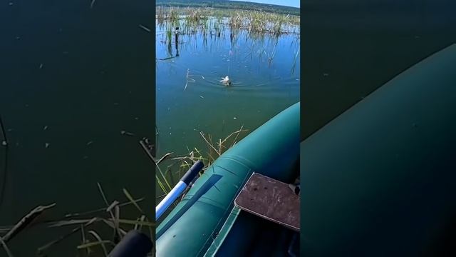 Интересно, что этот карась делал с червяком? 😁