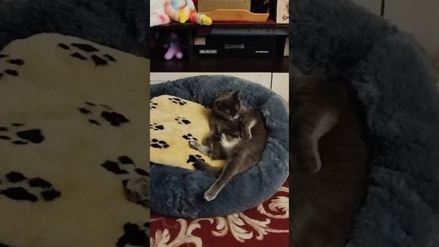 Муська и Лариска