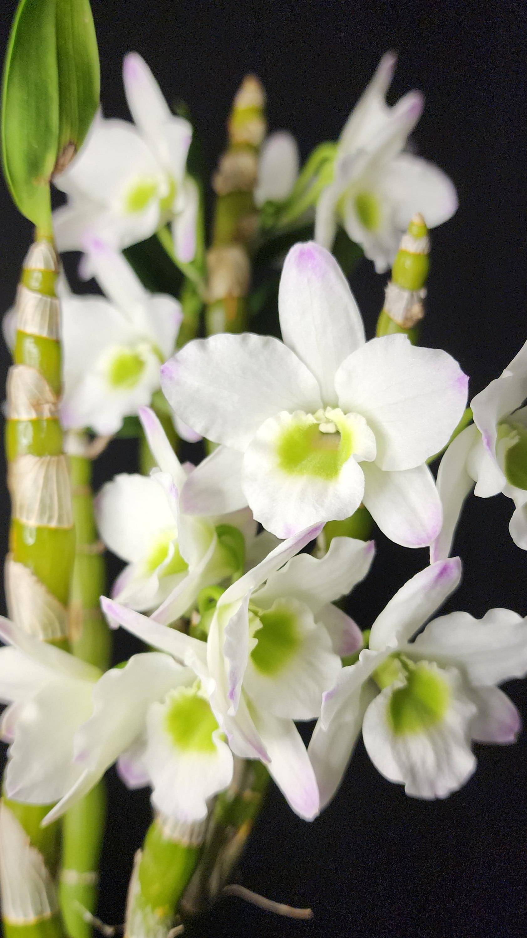 Den. Spring jewel TimeLapse