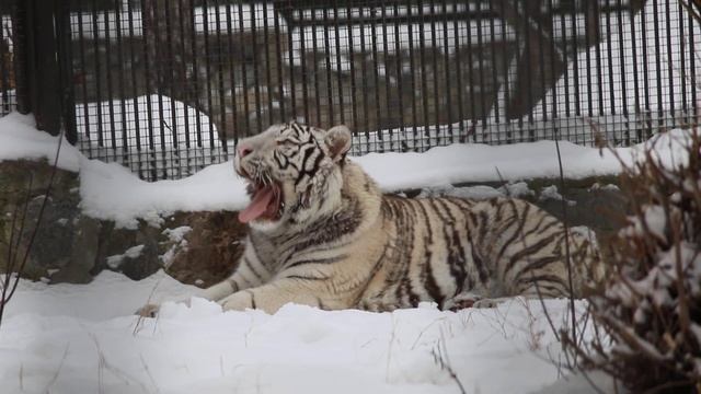 Бенгальский тигрёнок Кови отдыхает на снегу 04.12.2024