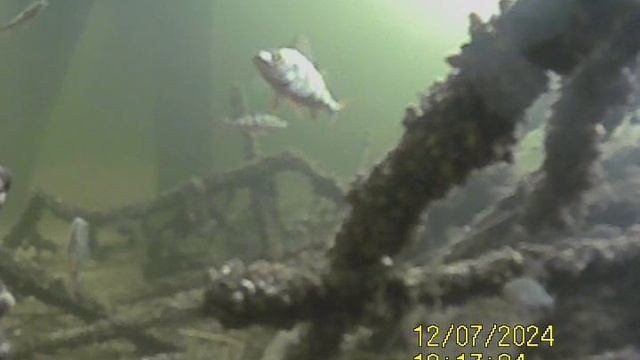 1000034833.mp4Волга гл.5м.07.12.2024г.
