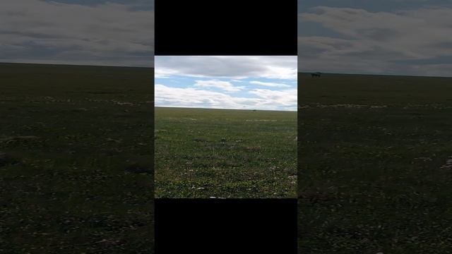 Сезон 15 серия 52 Местные звери