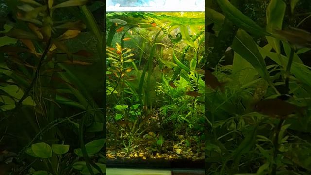 Замена света в аквариуме с растениями на продажу.