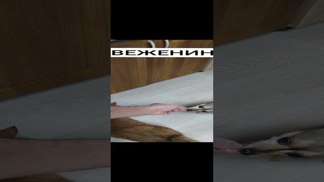 свеженина #мясо #свинина
