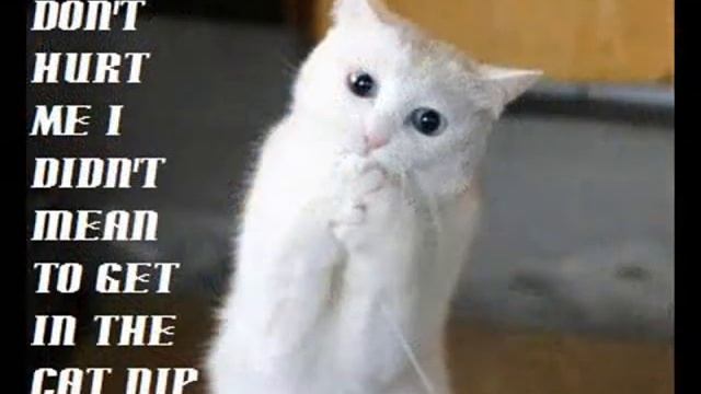 (neko ramen contest ) fames cats of hall of fame