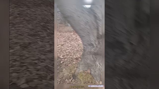 Дрессировка собак Владикавказ
