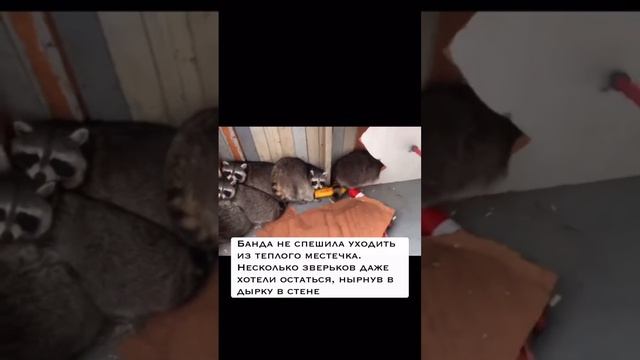 Выселение банды енотов. Торонто, Канада
