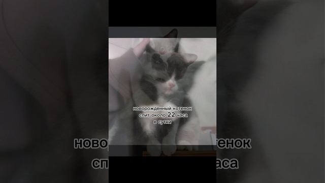 Факты о котах