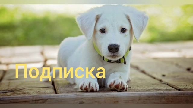 Какую собаку выберешь ты?