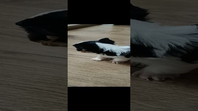VID20241207141658.mp4