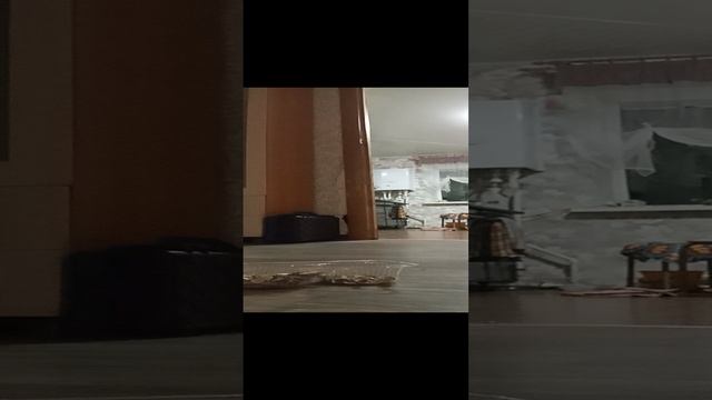 это мой кот Васька который сбил кожуру от семечек