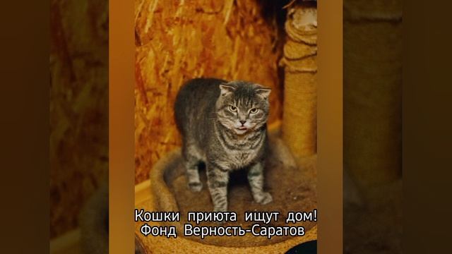 Кошки приюта ищут дом #саратов #вдобрыерукисаратов #верностьсаратов