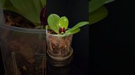 Phal. Yaphon Bear Sir '634' ускоренная съемка