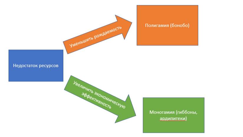 бонобо лавджой