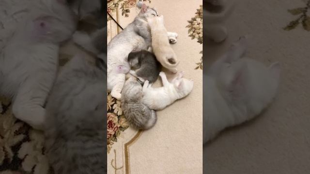 Котятам кошки Кайли 30 дней.