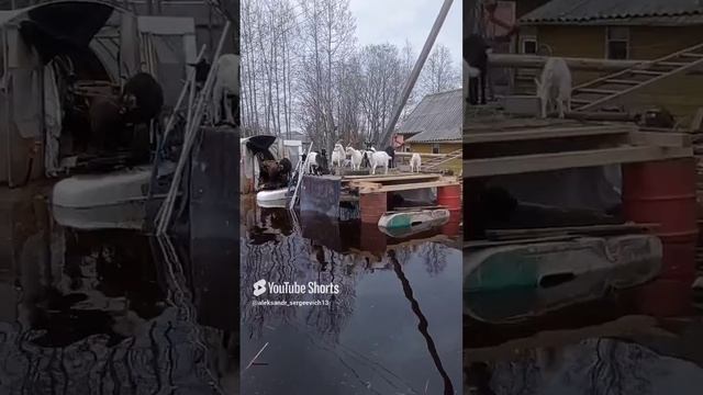 Раздолье гусям - проблемы козам