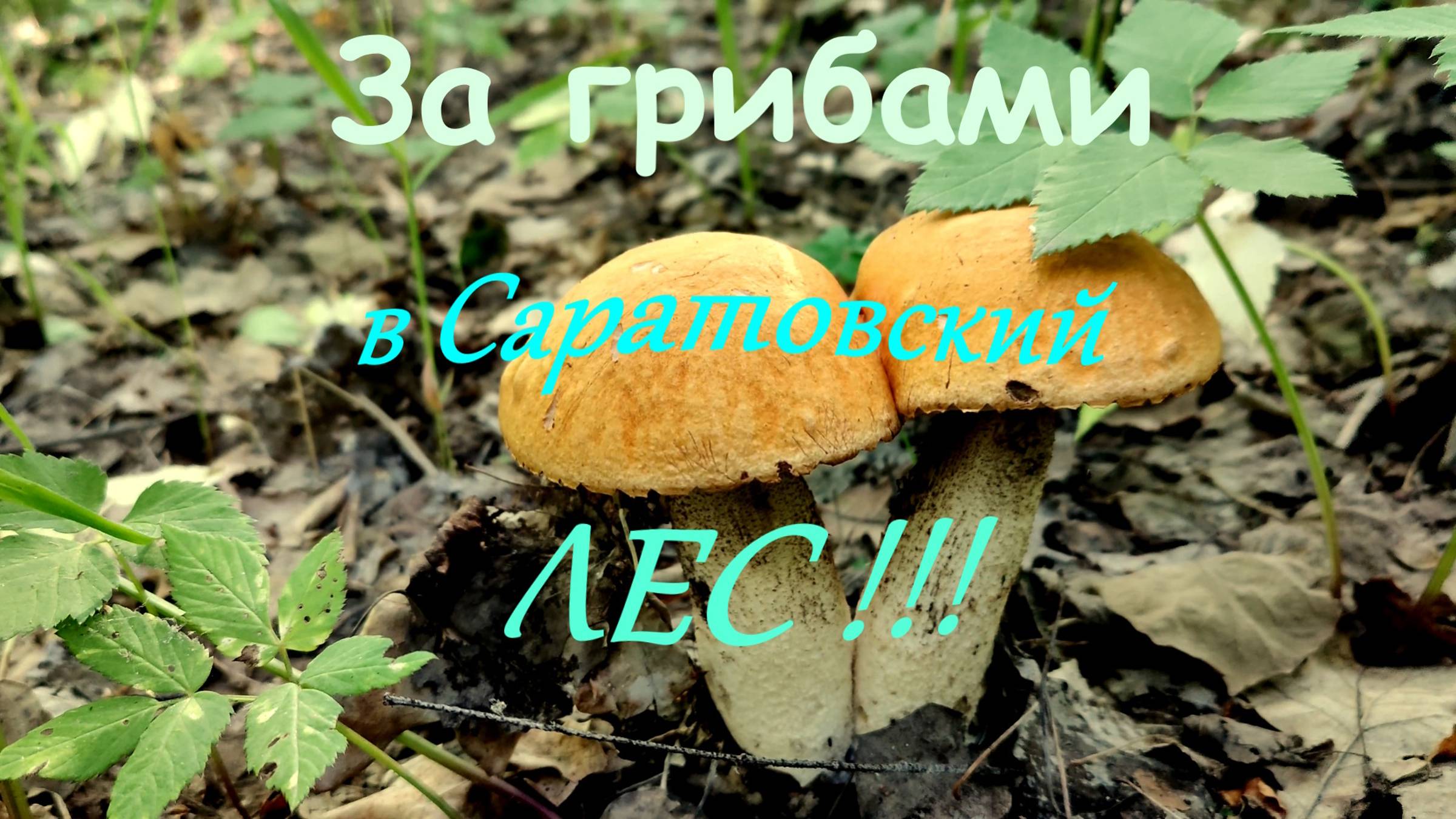 За грибами в Саратовский лес!!!