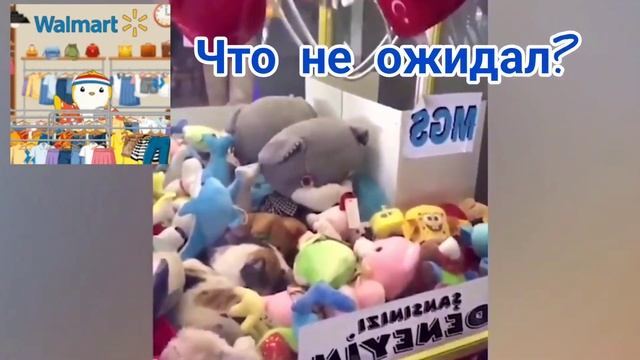 Забавные зверята. Подборка смешных видио #звери #животные
