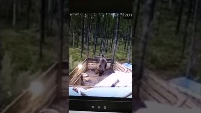 О БОЖЕЧКИ 🫣 "Как в сказке три поросёнка" 🫢