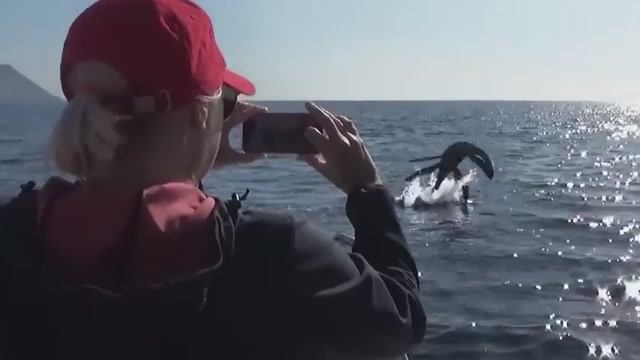 Большого змея обнаружили в Чёрном море около Анапы