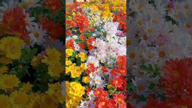 🌷🌷🌷🌷🌷🌷🌷🌷🌷🌷🌷🌷