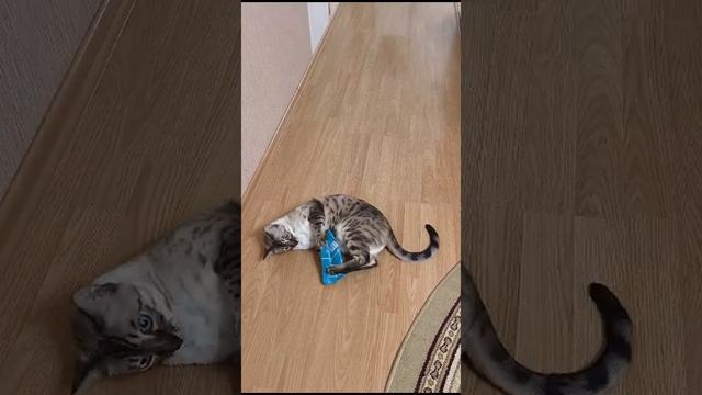 Бенгальский котик Тиша играет с лаврушкой