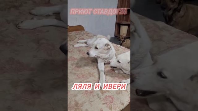 Дружба крепкая...