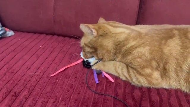 Видео WhatsApp 2024-12-06 в 22.55.39_7ded2930