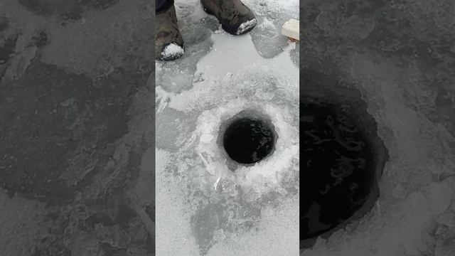 ОГРОМНЫЙ КАРАСЬ ....))))