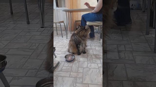 Мейнкун Сержик ужинает