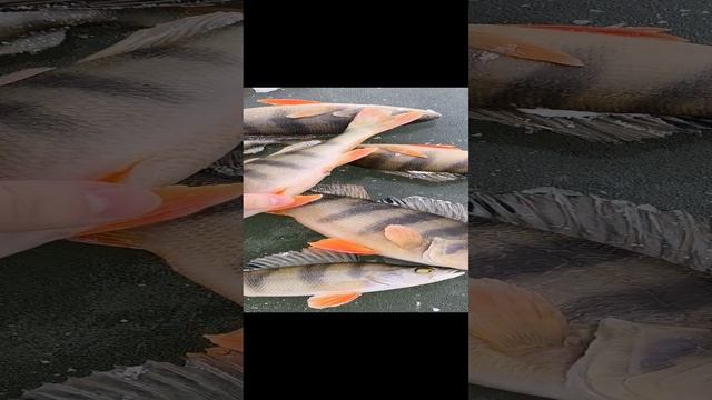 ПЕРВЫЙ ЛЁД 2024/2025 #fishing #первыйлёд #окунь