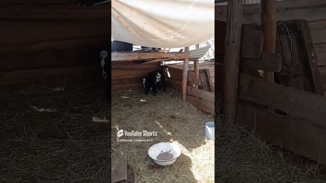 Наконец-то последний окот - коза Малышка родила