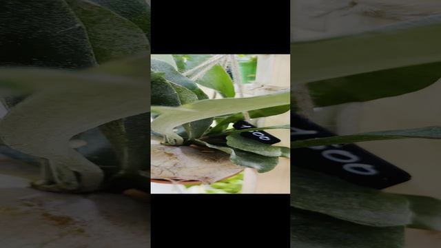 Платицериум Олений рог - необычный папоротник