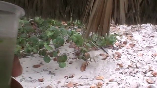 Maria E tomando Mojito en Playa Varadero