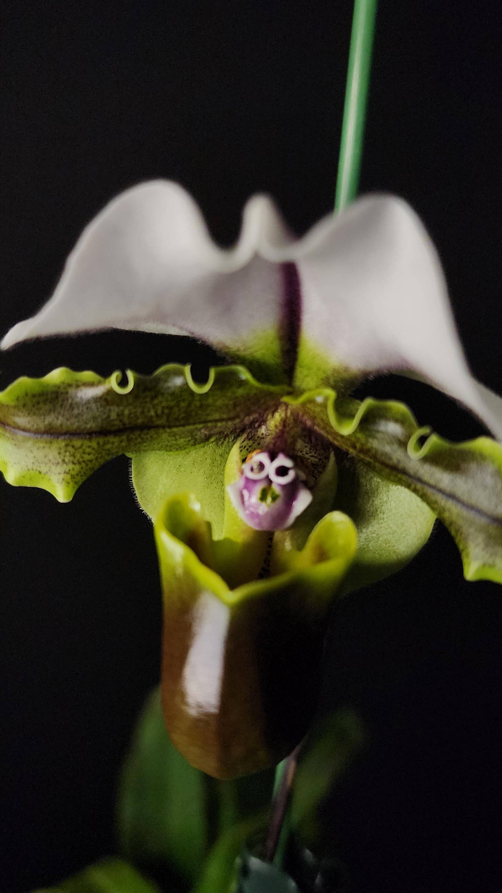 Paphiopedilum spicerianum обзор цветения