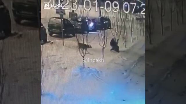 На женщину с ребёнком напала стая бездомных собак