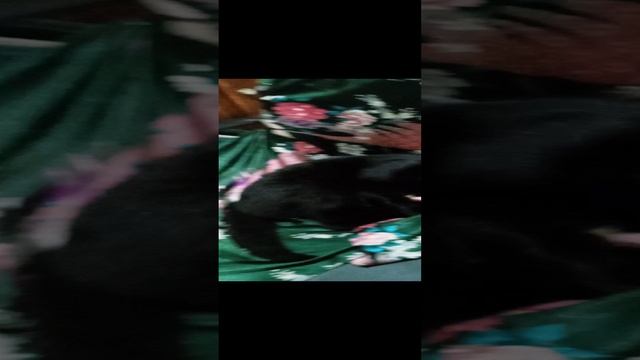 Лучшая игрушка для кота мышка - погремушка