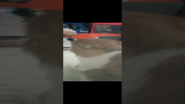 VID_20241207_141026.mp4