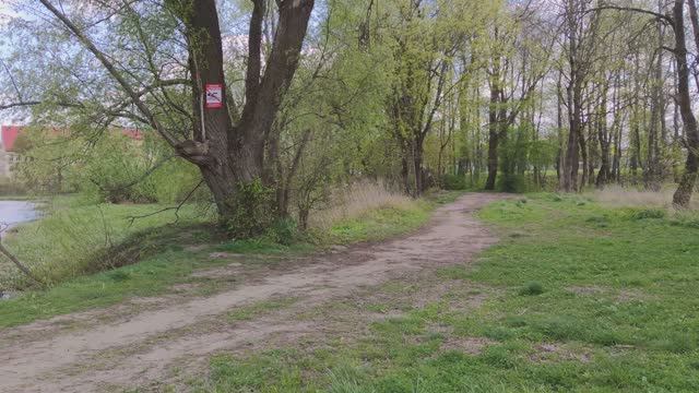 Деревья в 300 лет в Гусеве