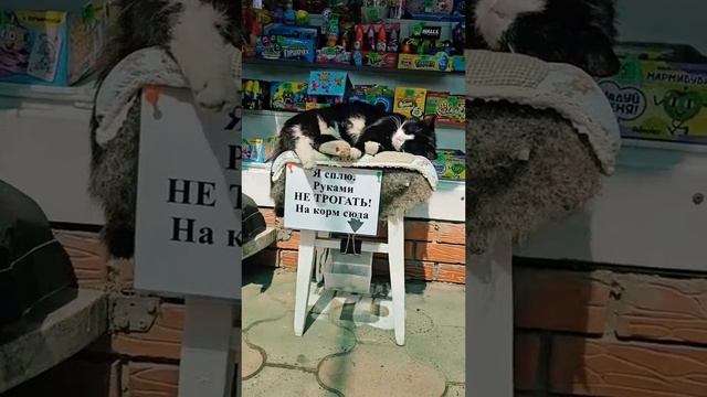 приколы