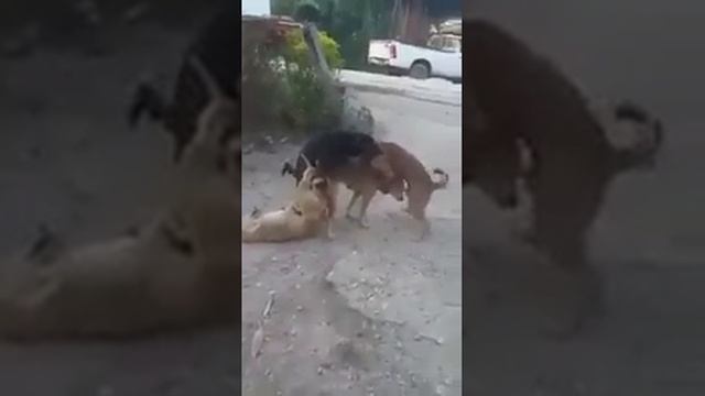 Свадьба собак
