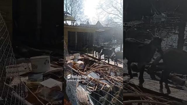 Козы идут гуськом по мосткам