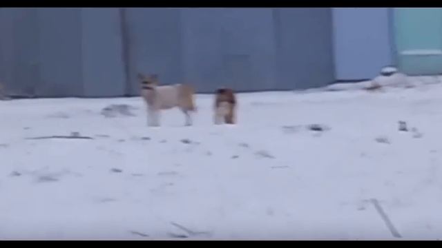 Новосибирск. Собаки.