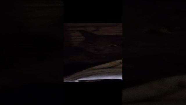 кот лежит в шкафу