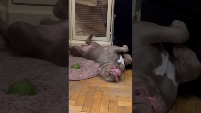 Наш Зевсик спит крепче всех 😂🐕американский булли
