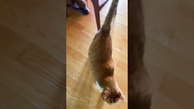 Смешные котики правят Миром. Поставь лайк, и они пощадят тебя!
Funny cats rule the world. Like it an