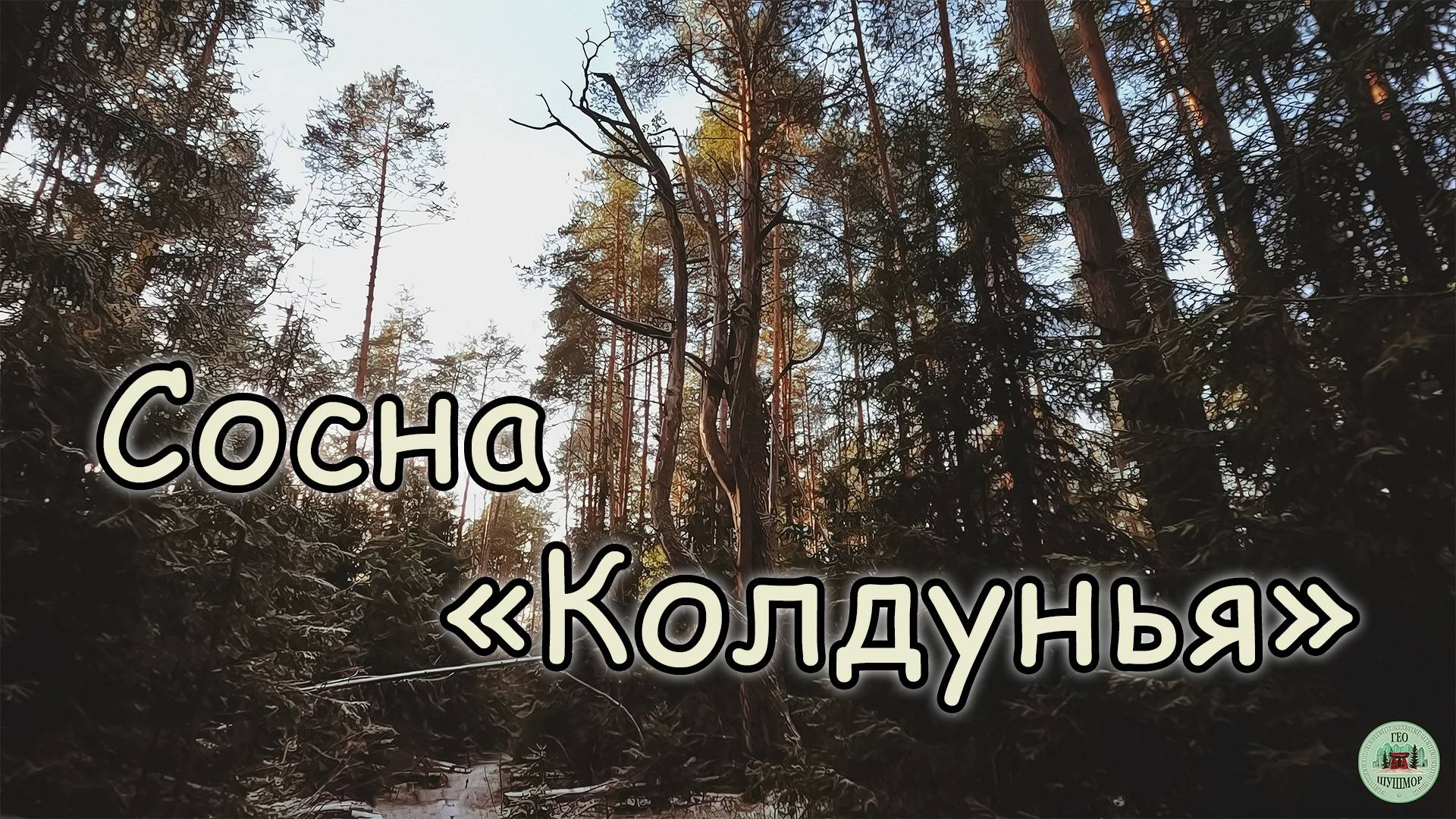 Сосна "Колдунья"